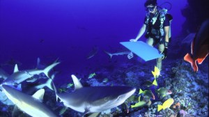 Séance de peinture avec les requins à Rangiroa