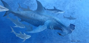 Requin marteau, peinture en immersion par Malvina