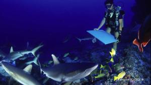 Peinture en immersion de Malvina à Rangiroa au milieu des requins