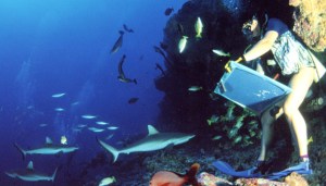 Peinture en immersion de Malvina à Rangiroa au milieu des requins photo de Pozzoli
